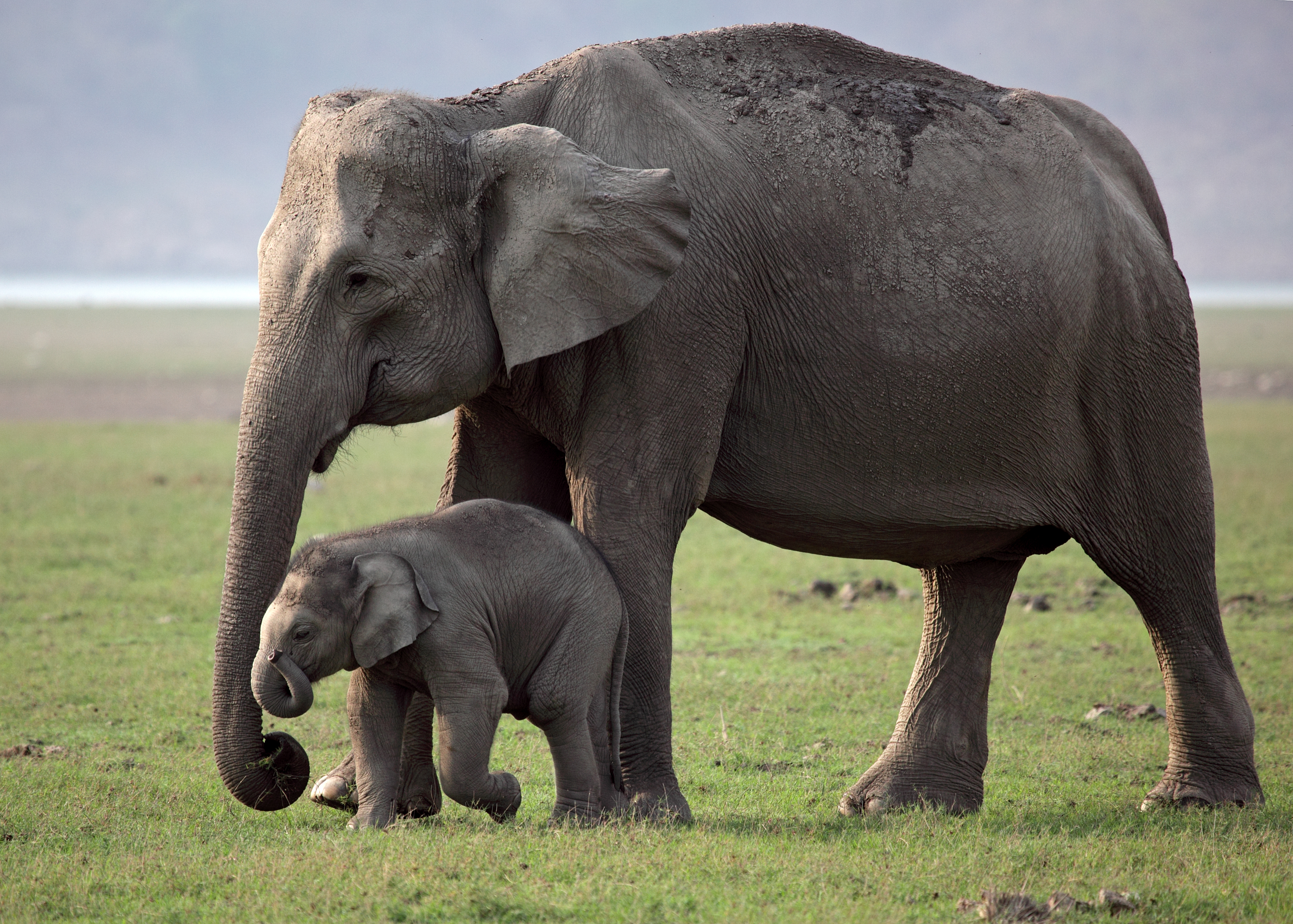 World Animal Protection bij Lot of Happiness